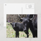 Jak und Kalb Postkarte (Vorne/Hinten)