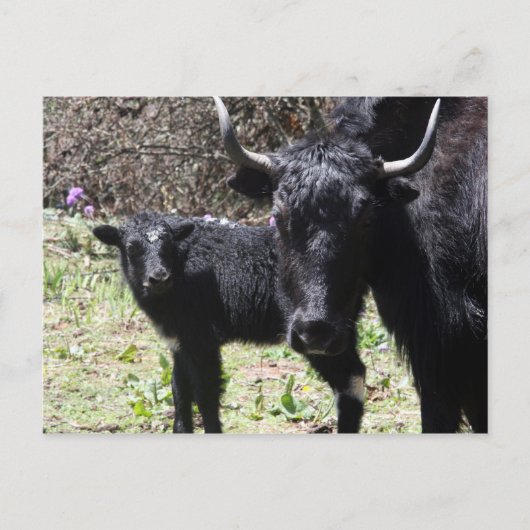 Jak und Kalb Postkarte (Vorderseite)