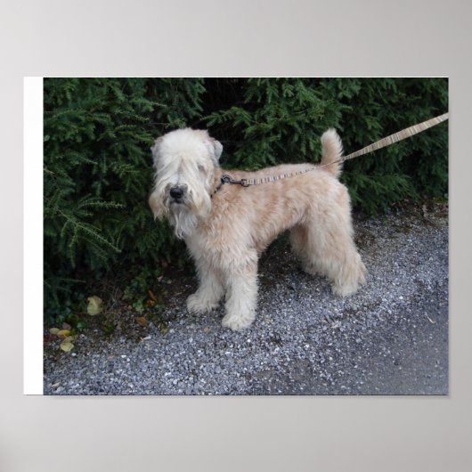 Jake bei Biltmore Poster (Vorne)