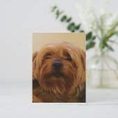 Jake The Yorkie Terrier Postkarte (Stehend Vorderseite)
