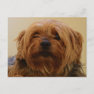 Jake The Yorkie Terrier Postkarte