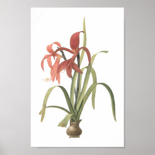 Jakoballilie (Amaryllis formosissima) von Redouté Poster