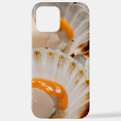 Jakobsmuscheln iPhone Hülle (Rückseite)