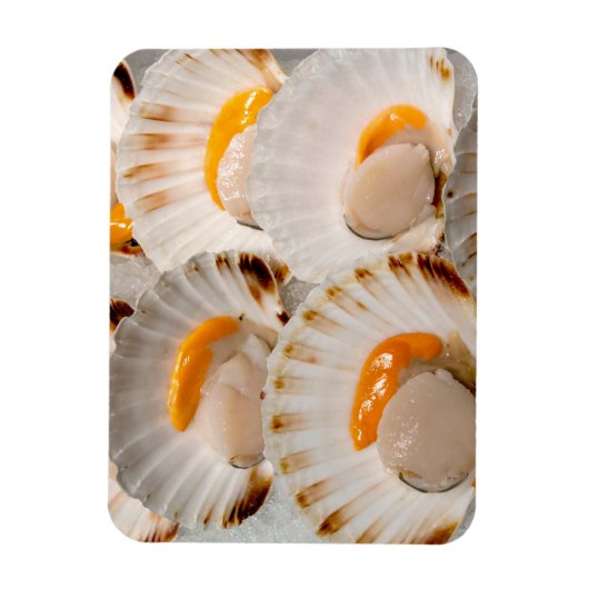 Jakobsmuscheln Magnet (Vertikal)