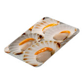 Jakobsmuscheln Magnet (Linke Seite)