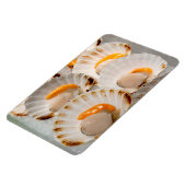 Jakobsmuscheln Magnet (Linke Seite)