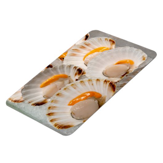 Jakobsmuscheln Magnet (Linke Seite)