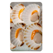 Jakobsmuscheln Magnet (Vertikal)