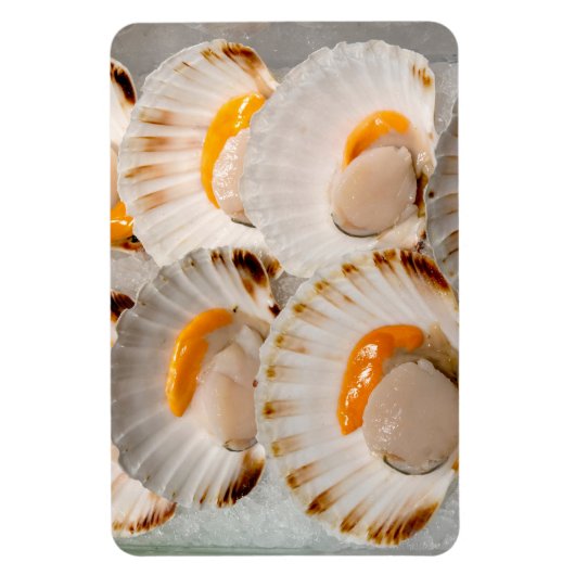 Jakobsmuscheln Magnet (Vertikal)