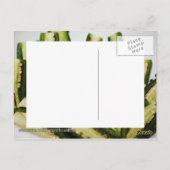 Jalapeno Halves Postkarte (Rückseite)