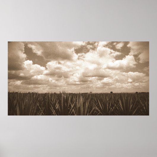 Jalisco Mexico Agave Paradise Poster (Vorne)