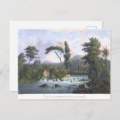 Jamaica Cabarita River Westmoreland Postkarte (Vorne/Hinten)