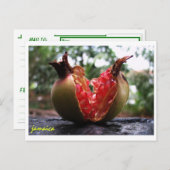 Jamaica Pomegranate Postkarte (Vorne/Hinten)