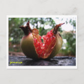 Jamaica Pomegranate Postkarte (Vorderseite)