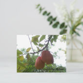 Jamaican Ackee Picture Postcard Postkarte (Stehend Vorderseite)