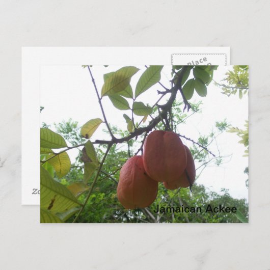 Jamaican Ackee Picture Postcard Postkarte (Vorne/Hinten)