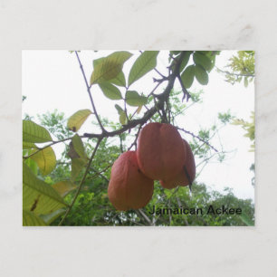 Jamaican Ackee Picture Postcard Postkarte