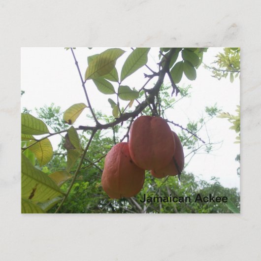 Jamaican Ackee Picture Postcard Postkarte (Vorderseite)