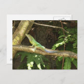 Jamaican Green Lizard Postkarte (Vorne/Hinten)