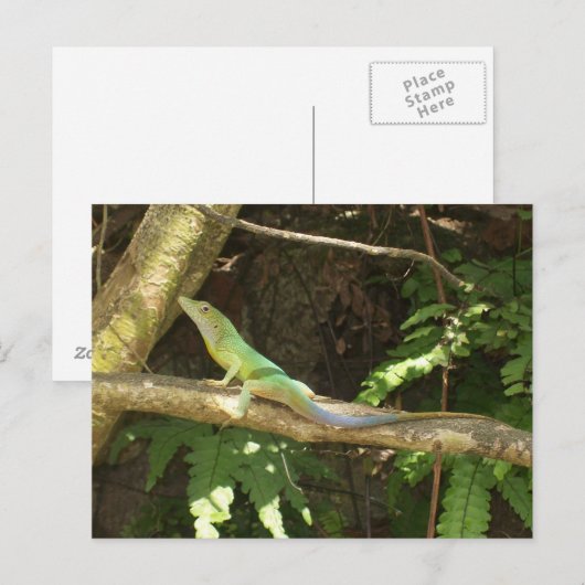 Jamaican Green Lizard Postkarte (Vorne/Hinten)