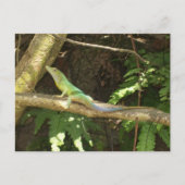 Jamaican Green Lizard Postkarte (Vorderseite)
