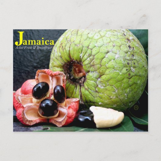 Jamaikanische Breadfruit und Ackee Fruit 2k17 Postkarte (Vorderseite)