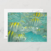 jamaikanische Fischkarte Postkarte (Vorne/Hinten)