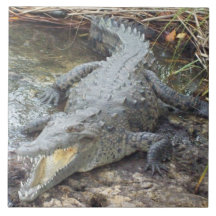 Jamaikanisches Salz-Wasser-Krokodil