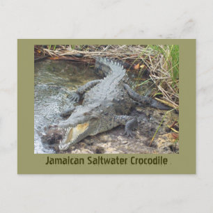 Jamaikanisches Salz-Wasser-Krokodil Postkarte