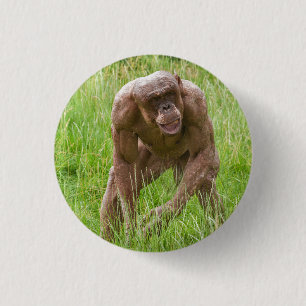 Jambo Der einzigartige haarlose Chimp Button
