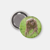 Jambo Der einzigartige haarlose Chimp Magnet (Vorderseite/Rückseite)