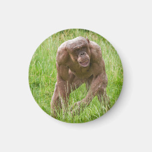 Jambo Der einzigartige haarlose Chimp Magnet