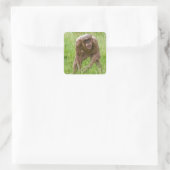 Jambo Der einzigartige haarlose Chimp Quadratischer Aufkleber (Tasche)