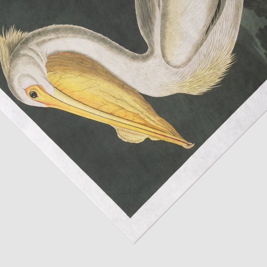 James Audubon Pelican Decoupage Tissue Nautical Seidenpapier (Ausschnitt)