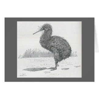 James Johonnot - Apteryx - Kiwi