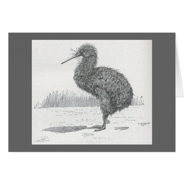 James Johonnot - Apteryx - Kiwi (Vorderseite (Horizontal))