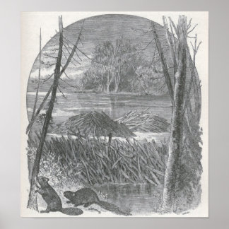 James Johonnot - Beavers and Dam Poster