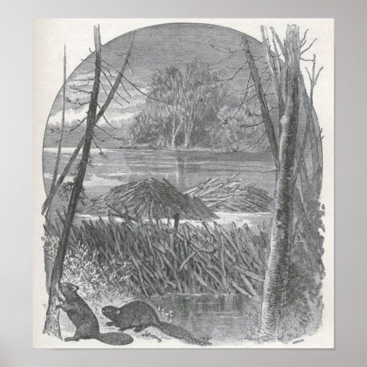 James Johonnot - Beavers and Dam Poster (Vorne)