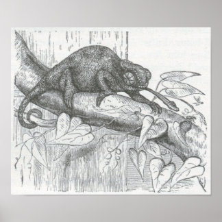 James Johonnot - Chameleon Poster