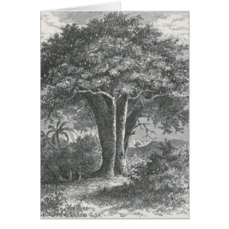 James Johonnot - der Baobab-Baum
