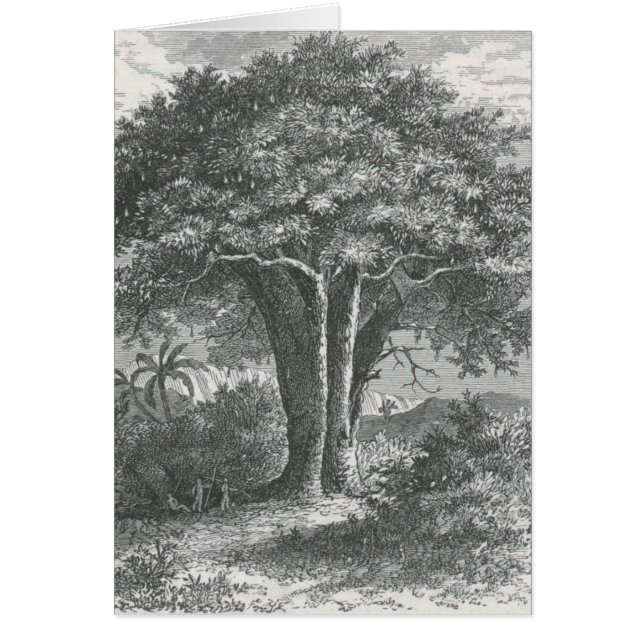 James Johonnot - der Baobab-Baum (Vorne)