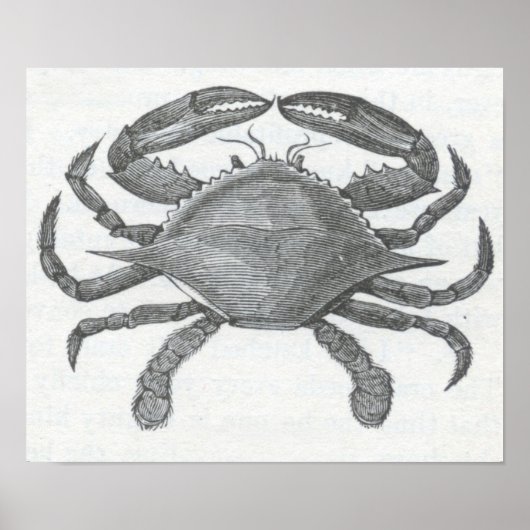 James Johonnot - Essble Crab Poster (Vorne)