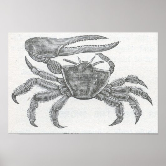 James Johonnot - Fiddler Crab Portfolio Poster (Vorne)
