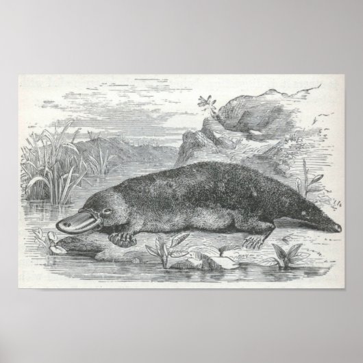 James Johonnot - Ornithorhynchus - Platypus Folio Poster (Vorne)