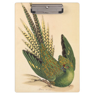 James Sowerby Bodensittich, Psittacus terrestris Klemmbrett