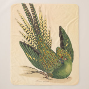 James Sowerby Bodensittich, Psittacus terrestris  Sherpadecke