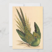 James Sowerby Ground Parrot, Psittacus terrestris (Vorderseite)