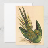 James Sowerby Ground Parrot, Psittacus terrestris (Vorne/Hinten)