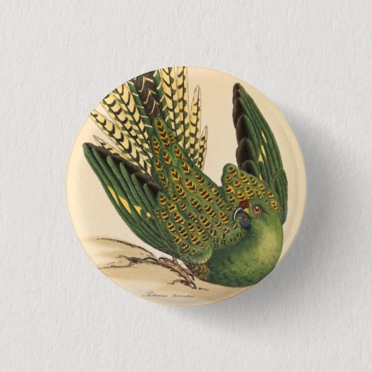 James Sowerby Ground Parrot, Psittacus terrestris Button (Vorderseite)