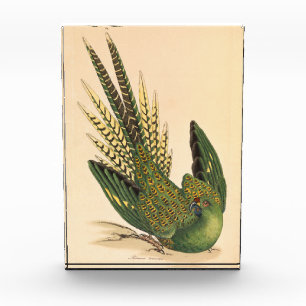 James Sowerby Ground Parrot, Psittacus terrestris Fotoblock